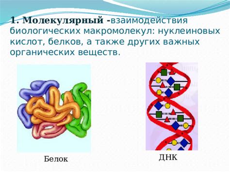 Основной компонент нуклеиновых кислот: белок-строительный материал живых организмов