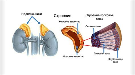 Основные анатомические детали мужской надлобковой зоны: ключевые элементы различных структур