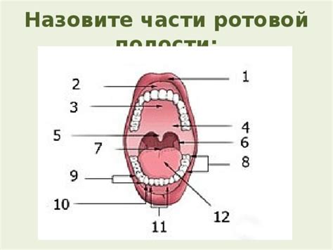 Основные аспекты функциональных особенностей нижней части ротовой полости