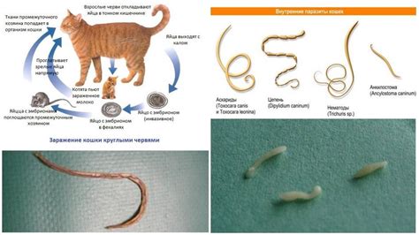 Основные виды паразитов у маленьких котят и их влияние на здоровье и рост.
