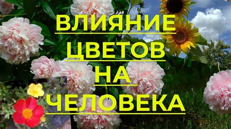 Основные виды плодов лесной флоры и их благотворное воздействие на организм