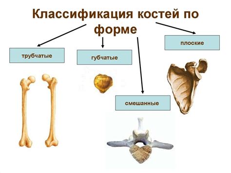 Основные виды соединений костей у Homo sapiens