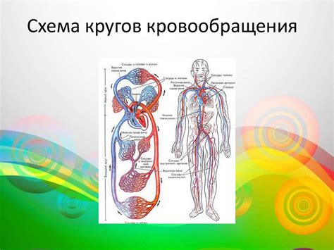 Основные компоненты кровообращения человека