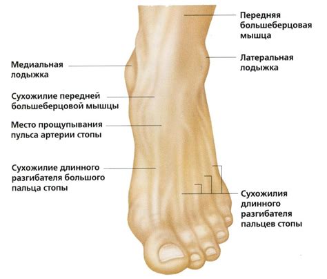 Основные компоненты мужской внутренней области верхней ноги