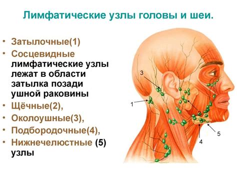 Основные места, где находятся узлы лимфатической системы на поверхности лица