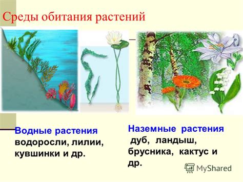 Основные места обитания благословенных зарослей