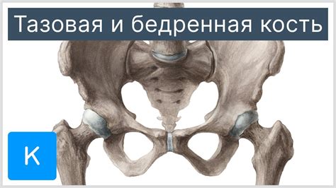 Основные методы измерения выступа бедренной кости