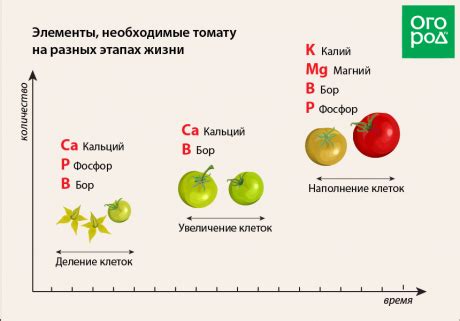 Основные методы укрепления томатных растений в оранжерее