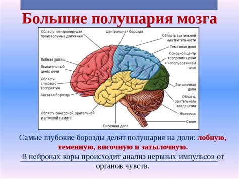 Основные области структуры и характеристики головного мозга