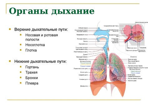 Основные признаки воспалительного процесса в органах дыхания