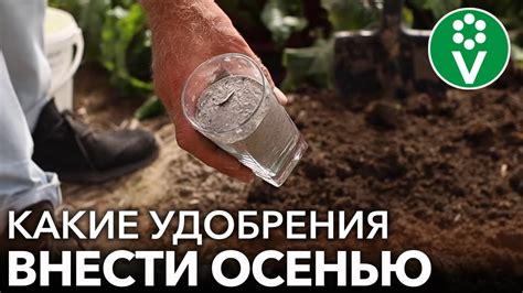 Основные принципы добавления минеральных соединений в почву осенью для развития чеснока