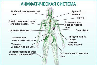 Основные принципы измерения температуры в области паха у взрослых