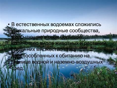 Основные принципы питания дикой птицы на естественных водоемах