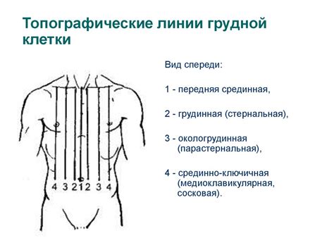 Основные принципы позиционирования линий вытачек на области груди