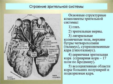 Основные принципы работы зрительной системы