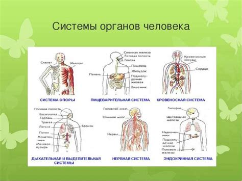 Основные принципы размещения органов в организме человека