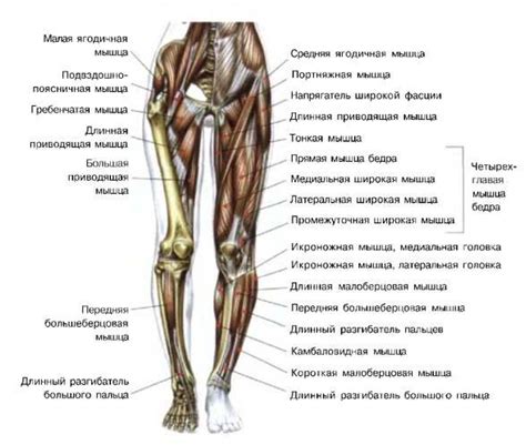 Основные сведения об анатомической структуре задней части нижних конечностей