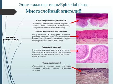 Основные свойства эпителиальной ткани и ее функции