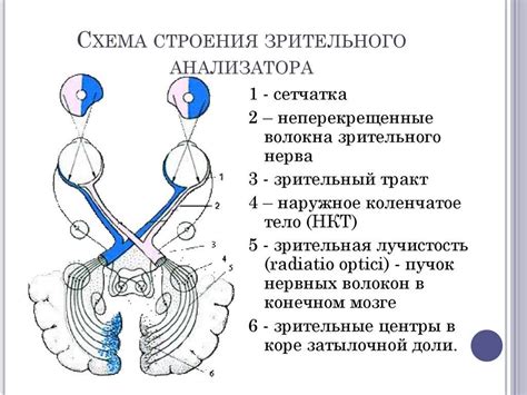 Основные способы воздействия на восстановление функции зрительного нерва