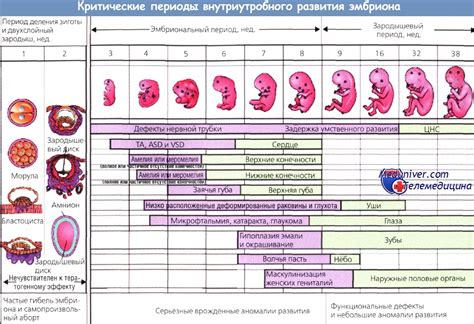 Основные способы определения беременности в начальные периоды