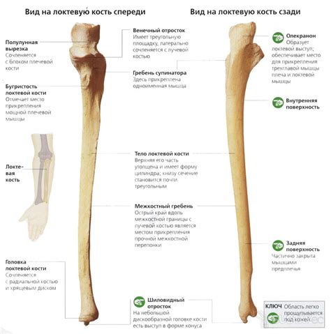 Основные структуры и задачи локтевой кости