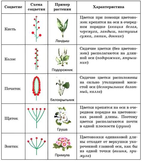 Основные типы соцветий у растений