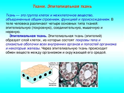 Основные типы эпителиальных тканей и их организация