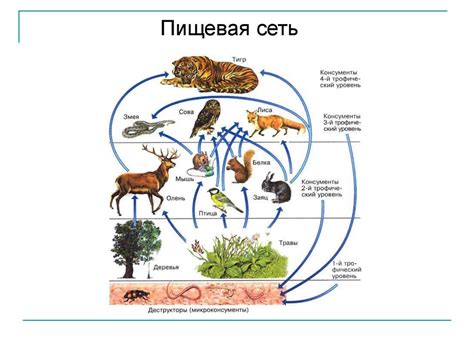 Основные факторы, влияющие на разнообразие вкусовых характеристик