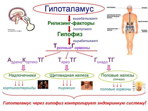 Основные функции гипоталамуса