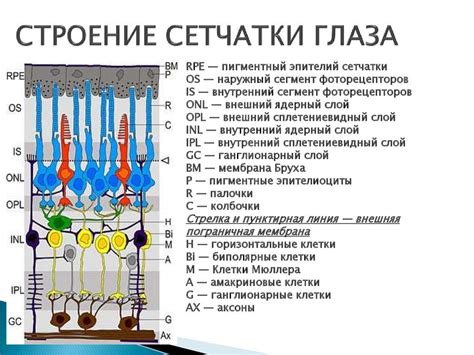 Основные функции сетчатки: от восприятия света до передачи сигналов мозгу