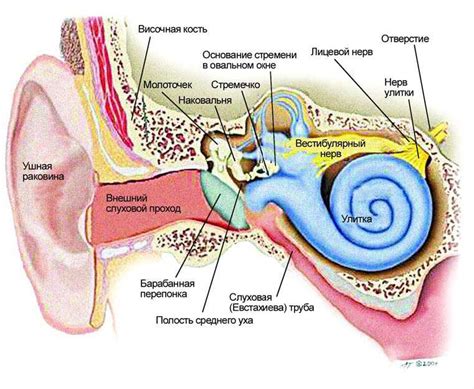 Основные характеристики и роль органа равновесия в структуре уха