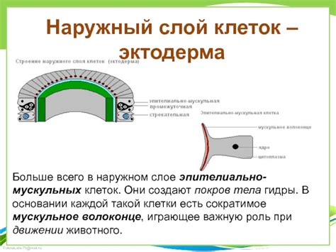 Основные характеристики клеток эпителиально-мускульных у гидры