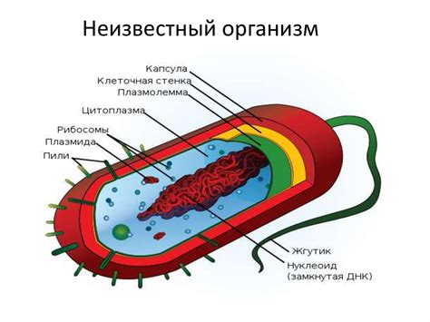 Основные характеристики структуры бактериальной клетки