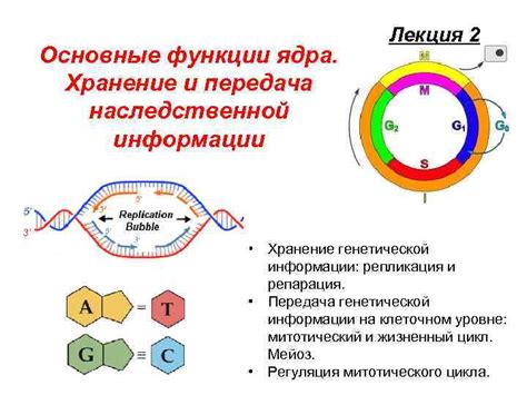 Основные хранилища генетической информации