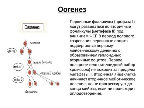 Основные черты местоположения производства гамет у животных