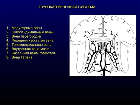 Основы анатомии головного мозга: важная информация