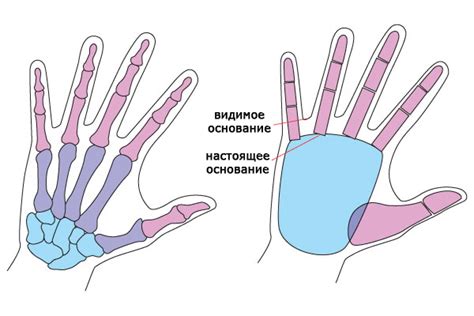 Основы строения пальцев руки