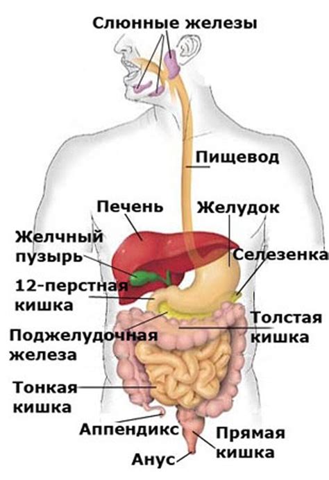 Особенное образование в области брюшной полости