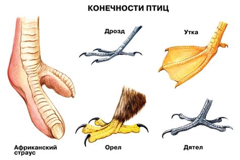 Особенности анатомии верхних конечностей у птиц: крыло против лапы