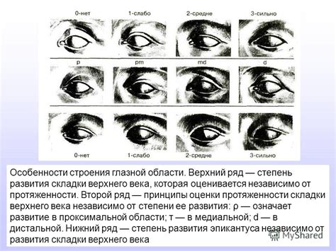 Особенности анатомии глазной области: ключевые характеристики