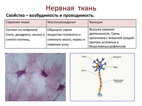 Особенности архитектуры нервной ткани