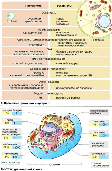 Особенности биосинтеза протеинов в клетках эукариотических организмов