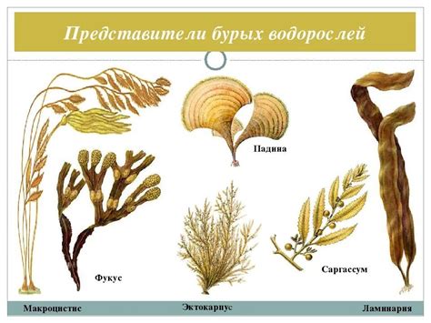 Особенности бурых водорослей