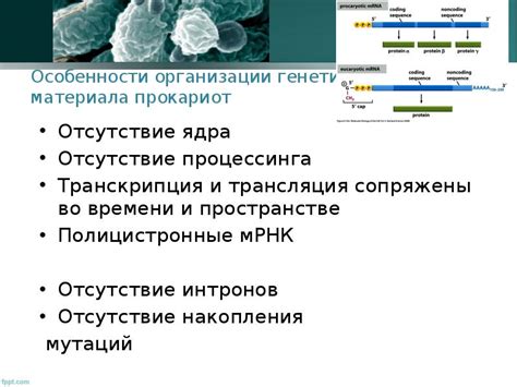 Особенности генетического материала в микроорганизмах