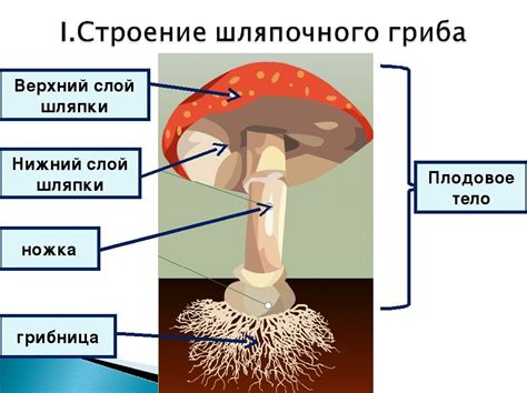 Особенности грибницы и спорового материала