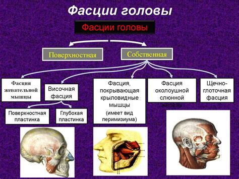 Особенности железистых образований на боковой части головы и их роль в организме
