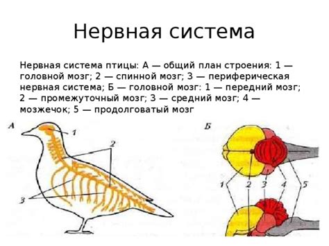 Особенности звукообразования у птиц: использование голосовых органов и инструментов