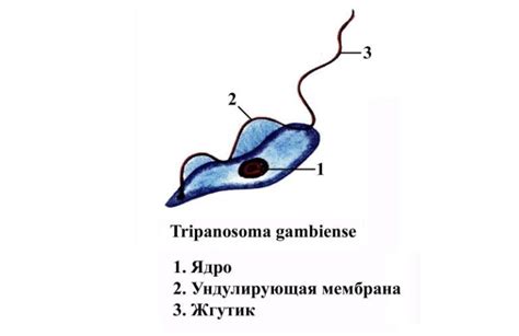 Особенности и классификация трипаносомы