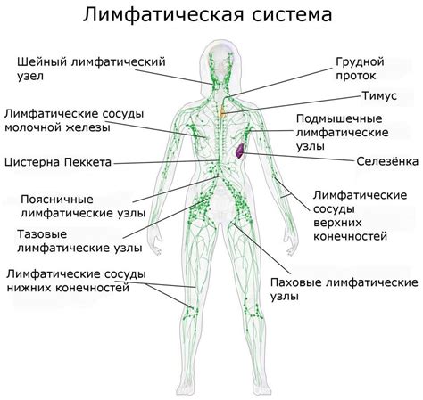 Особенности и структура подвздошных лимфоузлов у мужчин