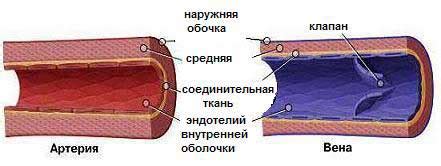 Особенности механизмов перемещения кровотока вен